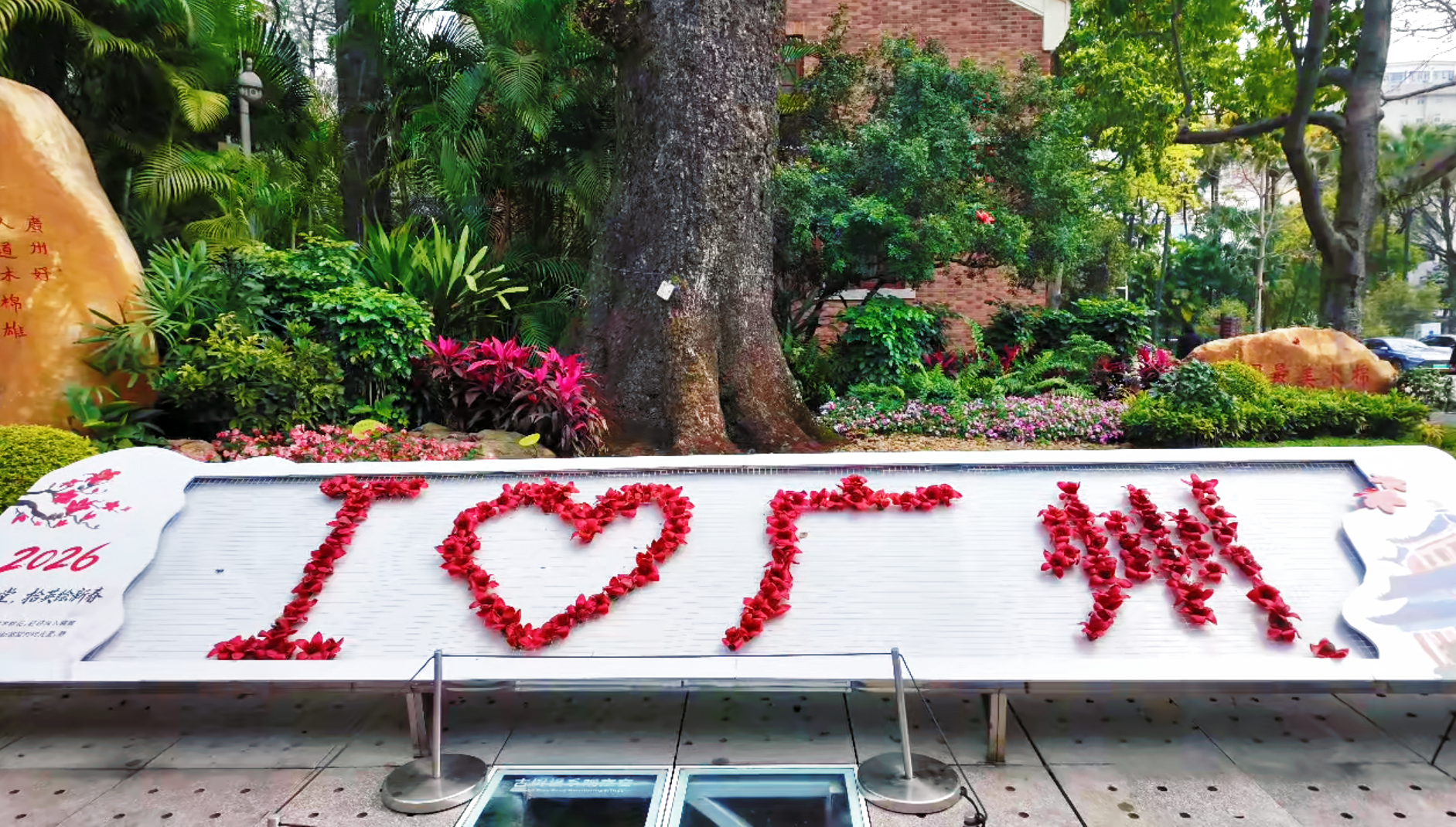 红棉之旅：60秒穿越羊城，看英雄花开满英雄城